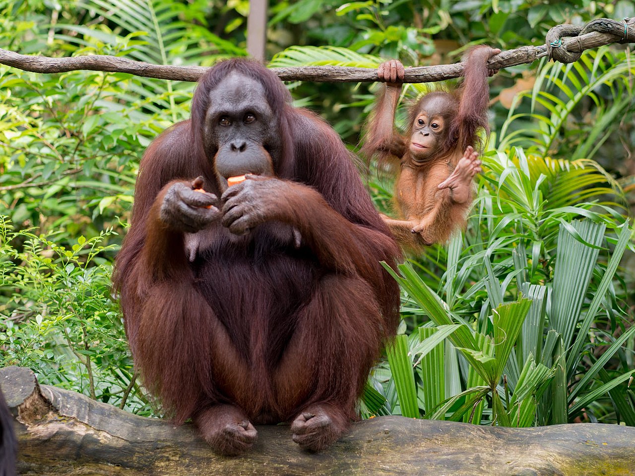English Solitary orangutan (genus Pongo) eating with infant)